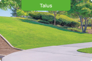 Talus
